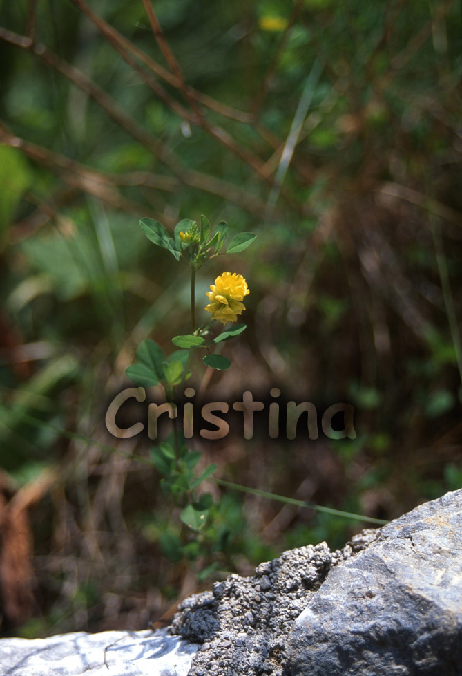 Trifolium aureum